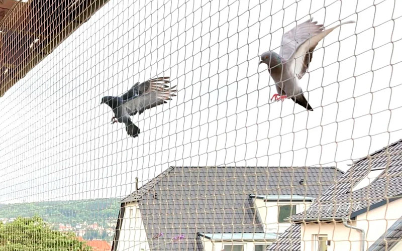 Bird Netting Services