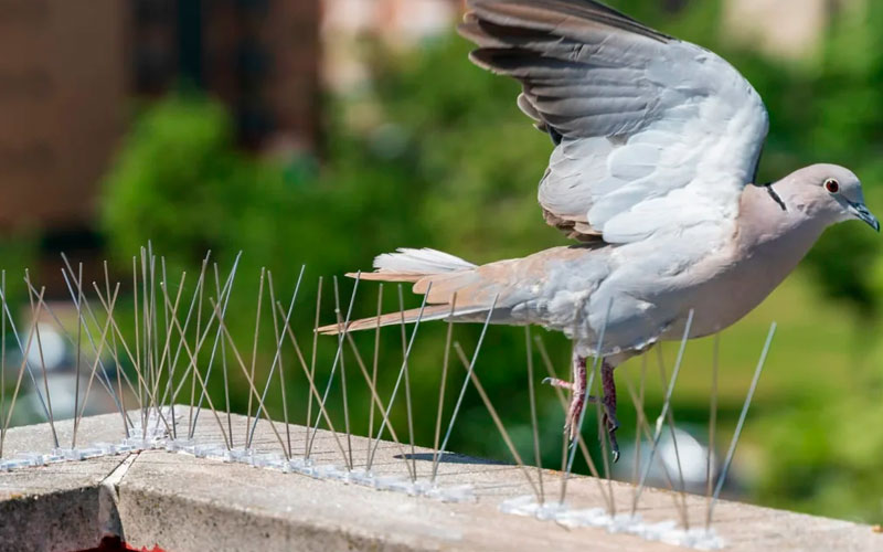 Bird Spikes