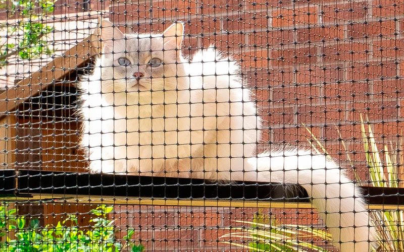 Cat Net