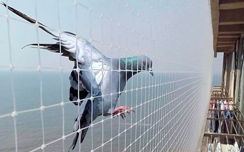 Anti Bird Net Dealers